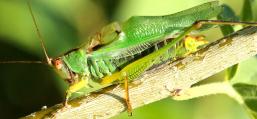 (Black-legged Meadow Katydid) male stridulating