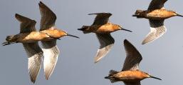 (Short-billed Dowitcher) flying