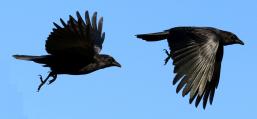 (American Crow) flying