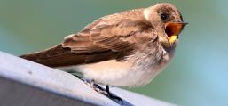 (Northern Rough-winged Swallow) yawning