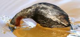 (Little Grebe) diving