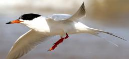 (Forster's Tern) flaps