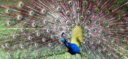 (Indian Peafowl) male display