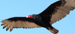 (Turkey Vulture) gliding