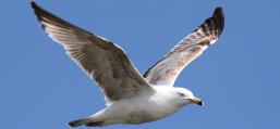 (American Herring Gull) juvenile gliding