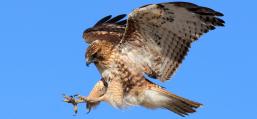 (Red-tailed Hawk) liftoff