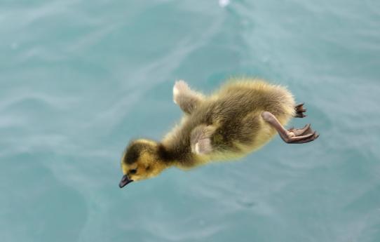 (Canada Goose) gosling flies