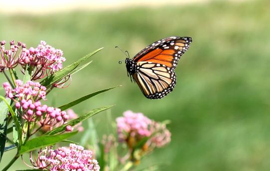 (Monarch) male flying ventral