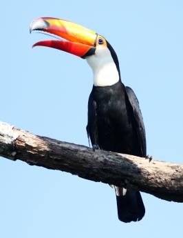 (Toco Toucan) reverse