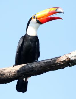 (Toco Toucan) yawning