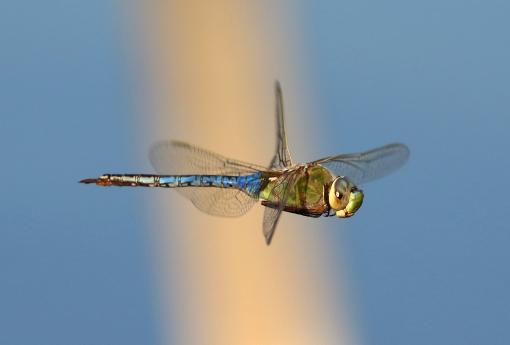 (Common Green Darner) hovering