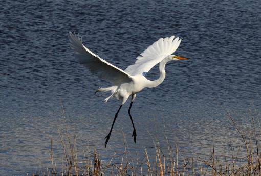 (Great Egret) blastoff