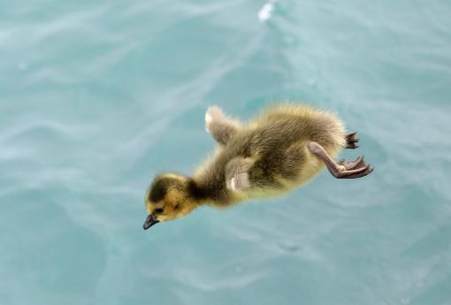 (Canada Goose) gosling flies