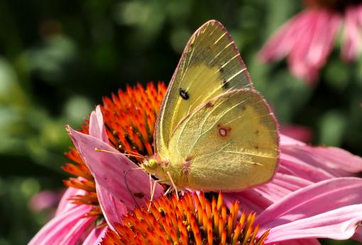 (Orange Sulfur) male sunlit