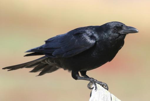 (Fish Crow) perching