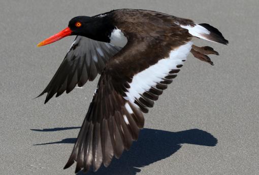 (American Oystercatcher) flying