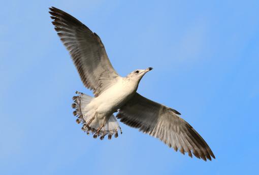 (Ring-billed Gull) juvenile cruising