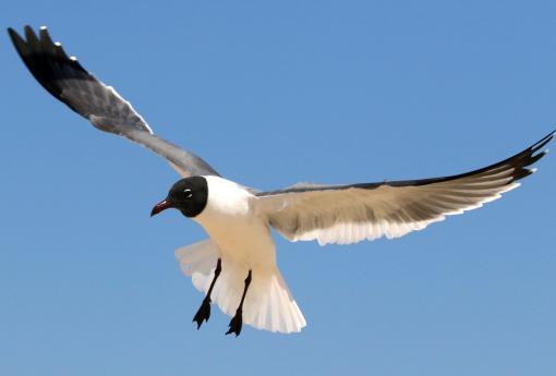 (Laughing Gull) landing