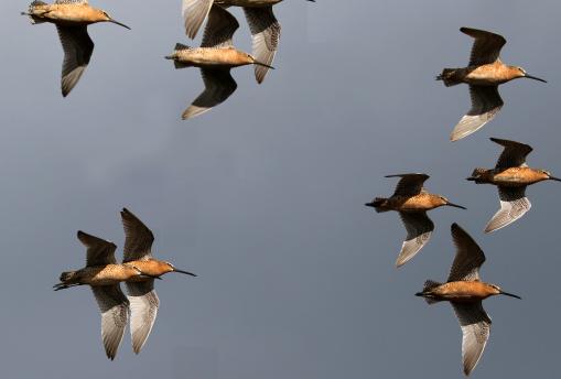 (Short-billed Dowitcher) flying