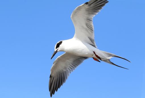 (Forster's Tern) hovering