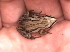 (Boreal Chorus Frog) hand