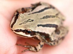 (Boreal Chorus Frog) Nichelle