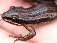 (Boreal Chorus Frog) dark Nichelle