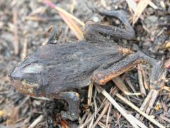 (American Toad) burnt