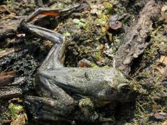 (Bullfrog) dead