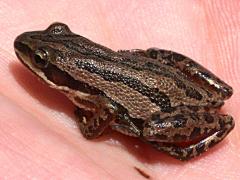 (Boreal Chorus Frog) dorsal