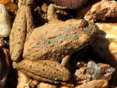 (Blanchard's Cricket Frog) dorsal