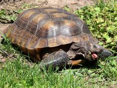 (Mojave Desert Tortoise) foraging