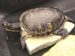 (Blanding's Turtle) top