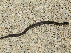 (Plains Garter Snake) dead