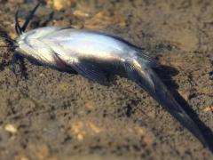 (Black Bullhead) ventral