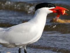 (Goldfish) (Caspian Tern catches)