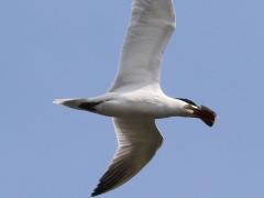 (Bluegill) (Caspian Tern)