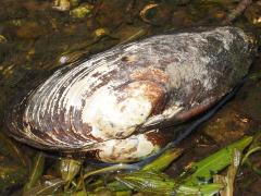 (Giant Floater Mussel) rear