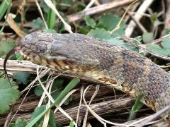 (Common Watersnake) tongue