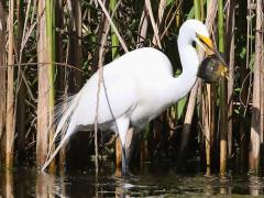 (Green Sunfish and Great Egret)