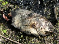 (Bluegill) dead