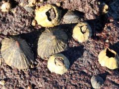 (Limpet) (Tetraclita Volcano Barnacle)