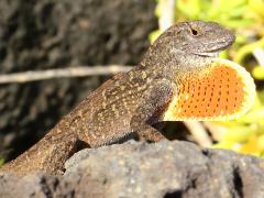 (Brown Anole) male dewlap