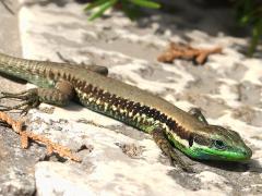 (Lebanon Lizard) dorsal