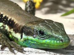 (Lebanon Lizard) frontal