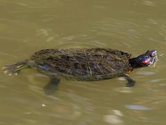 (Pond Slider) elegans swimming