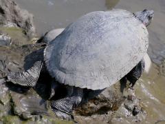 (Pond Slider) elegans rear