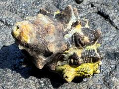 (Turbinidae Turban Snail) dorsal