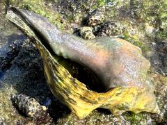 (Buccinoidea Whelk) ventral