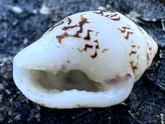 (Euplica Cone Snail) ventral